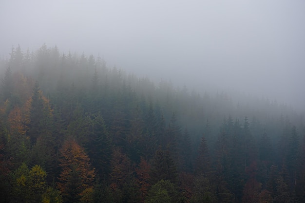 夹江疫情?夹江县应对新型冠状病毒肺炎疫情应急指挥部